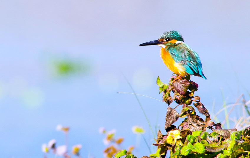 Koshi Tappu Bird Watching