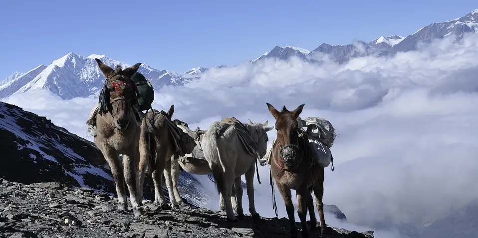 Stroll the Manaslu Circuit How