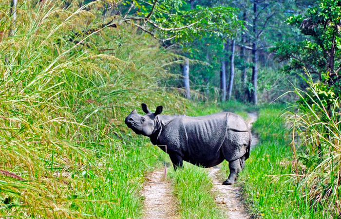 Chitwan Jungle Safari