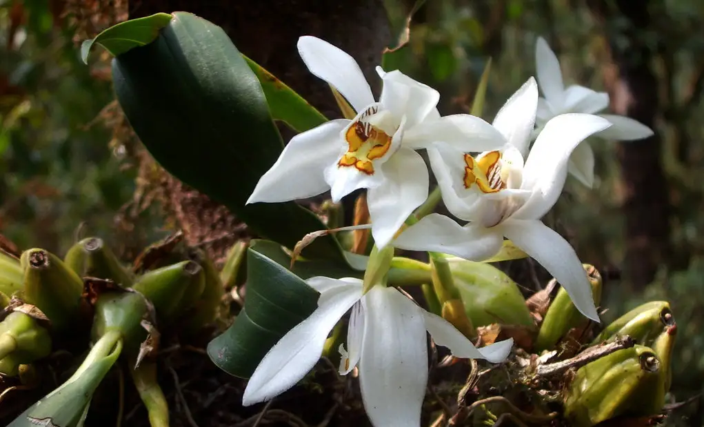 Shivapuri National Park Hike